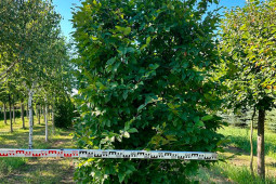  Дерева для міського озеленення - Деревья для городского озеленения