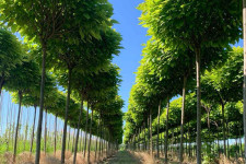 Дерева на штамбі