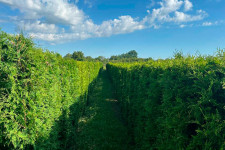 Зелена огорожа з туї