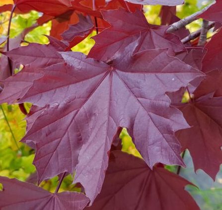 Саджанці клену купити або замовити в Україні
