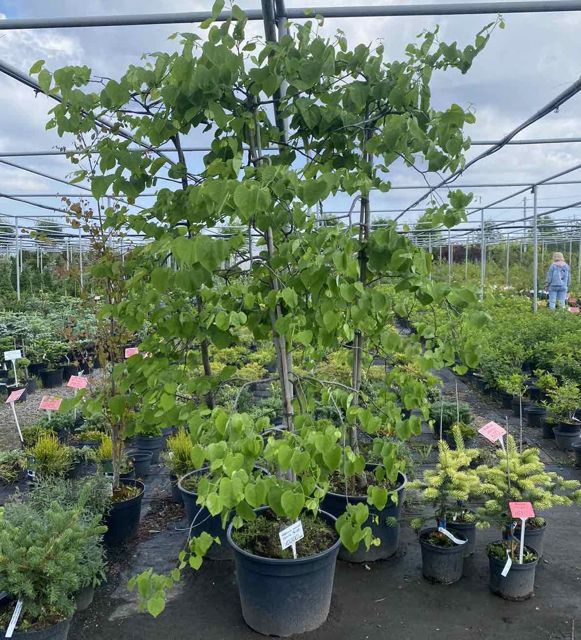 Саджанці багрянника купити або замовити в Україні