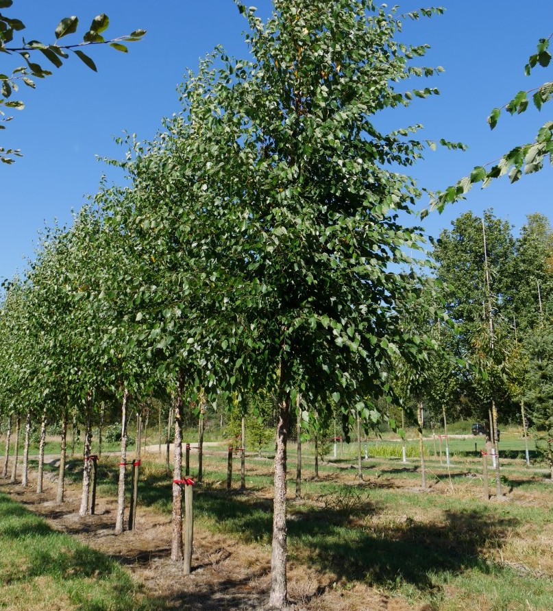 Саджанці декоративних берези або замовити в Україні