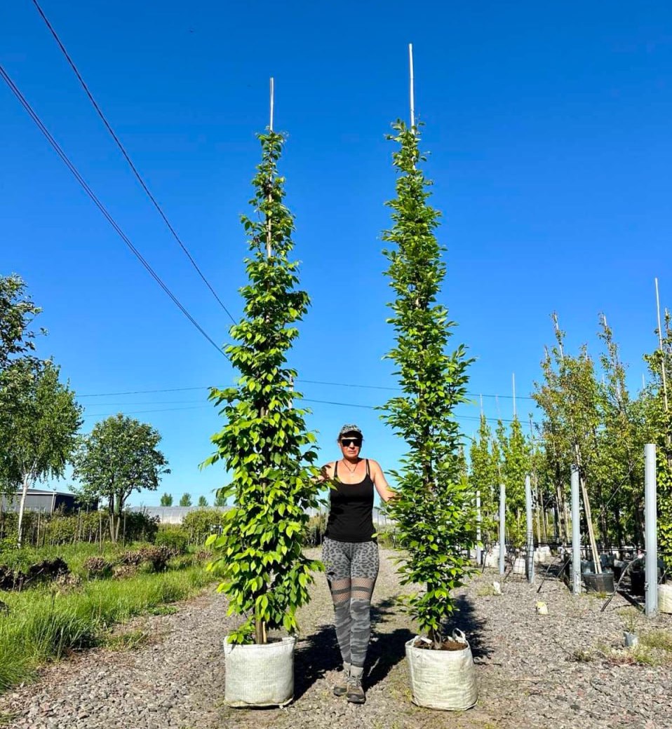 Саджанці буку купити або замовити в Україні