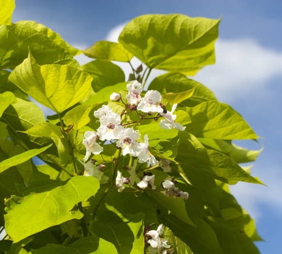 Саджанці катальпи купити або замовити в Україні