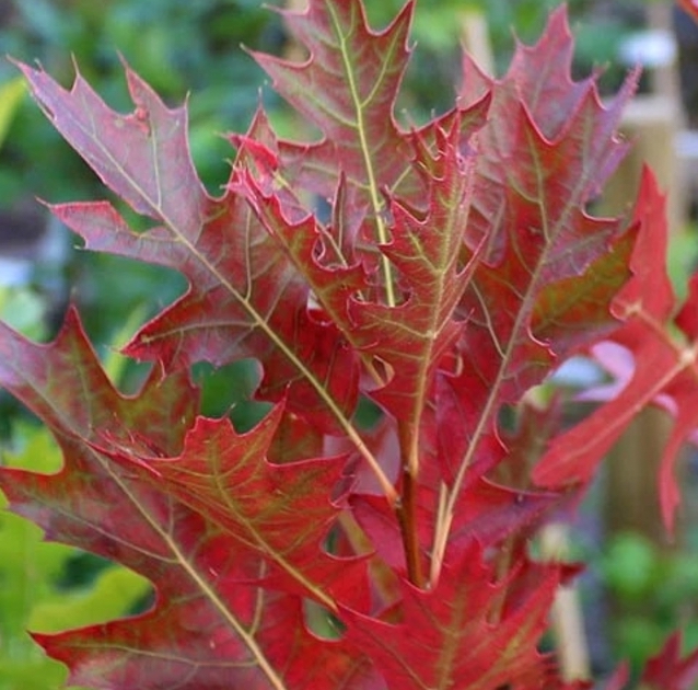 Саджанці дубу купити або замовити в Україні