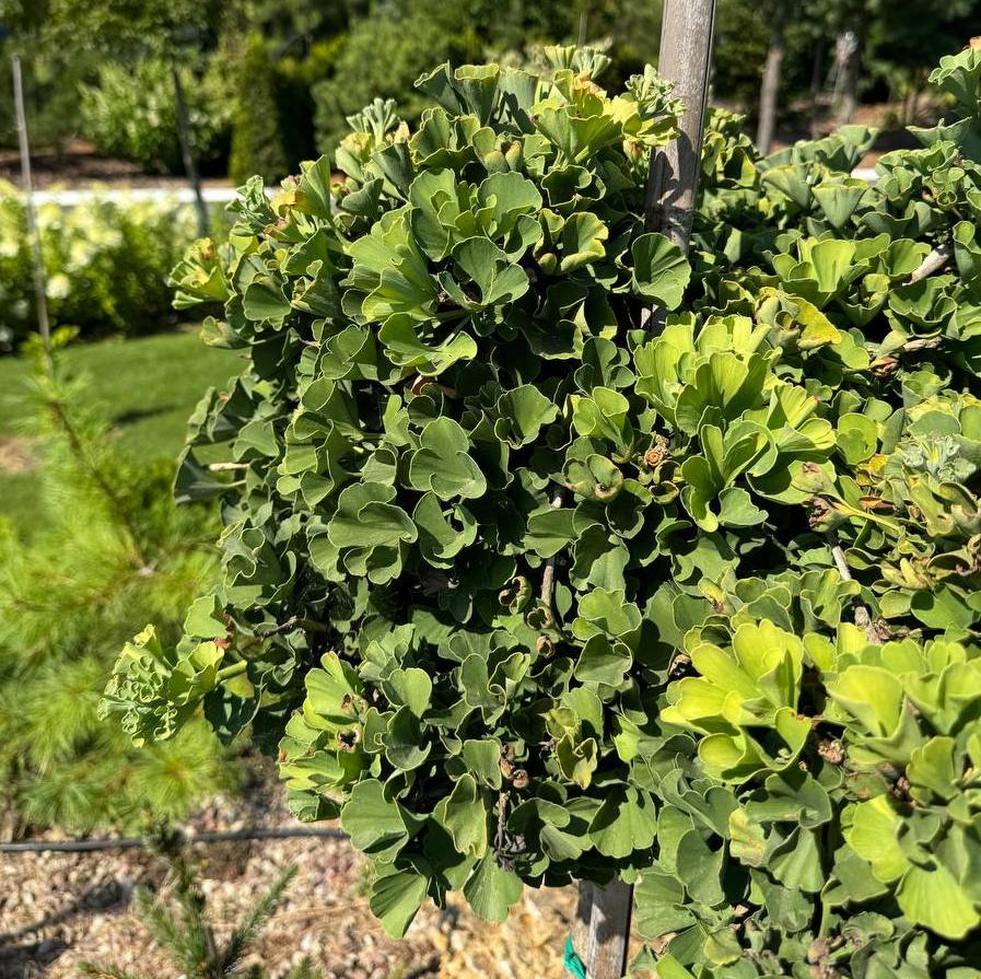 Саджанці гінкго купити або замовити в Україні