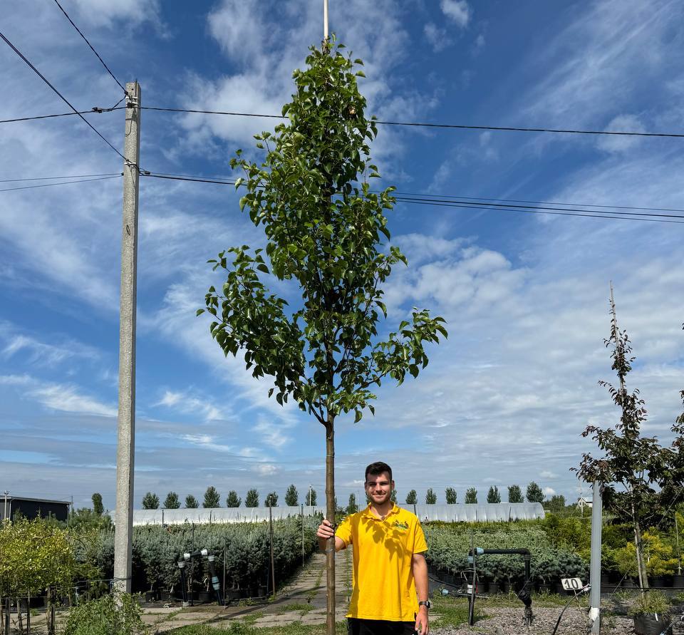 Саджанці груші купити або замовити в Україні