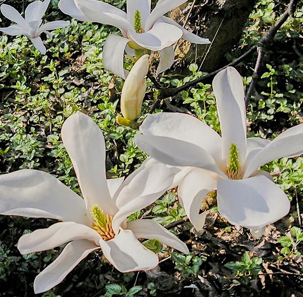 Саджанці магнолії купити або замовити в Україні