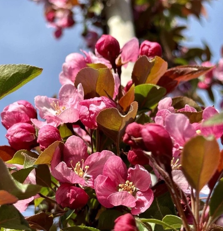 Саджанці яблуні купити або замовити в Україні