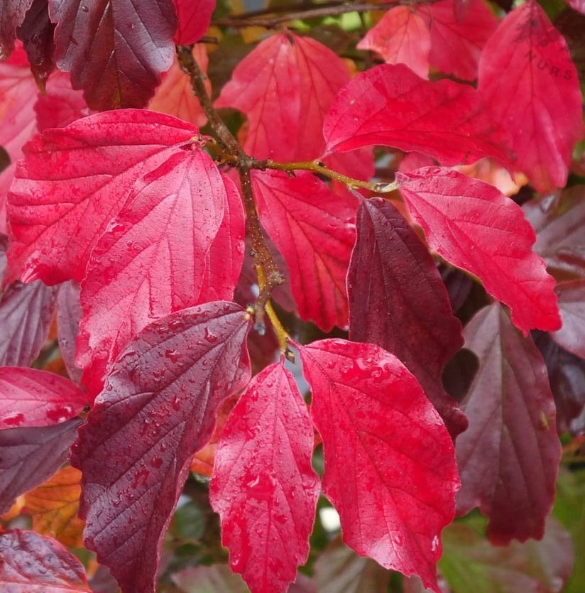 Саджанці паротії купити або замовити в Україні