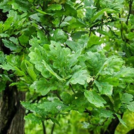 Саджанці платану купити або замовити в Україні