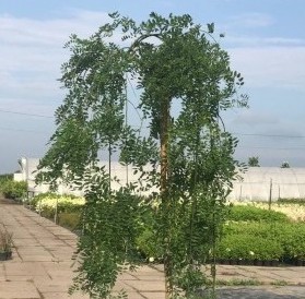 Саджанці софори купити або замовити в Україні