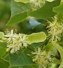 Саджанці липи купити або замовити в Україні