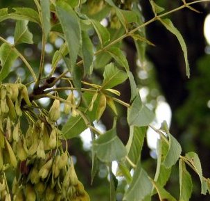 Саджанці ясену купити або замовити в Україні