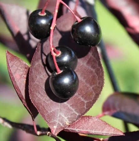 Саджанці черемхи купити або замовити в Україні