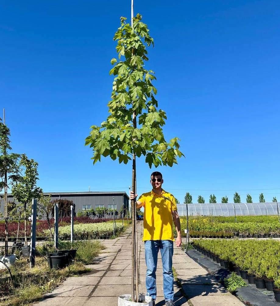 Саджанці каштан купити або замовити в Україні