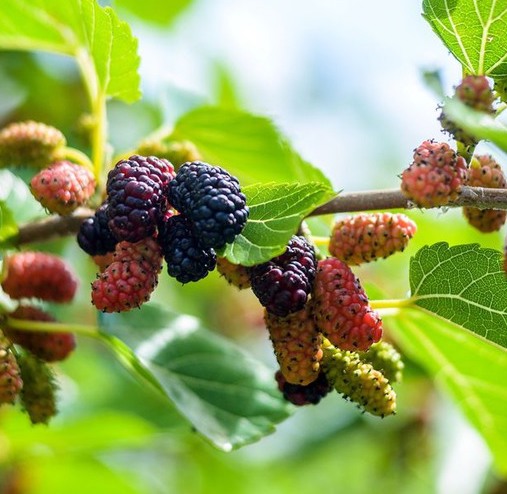 Саджанці шовковиці купити або замовити в Україні
