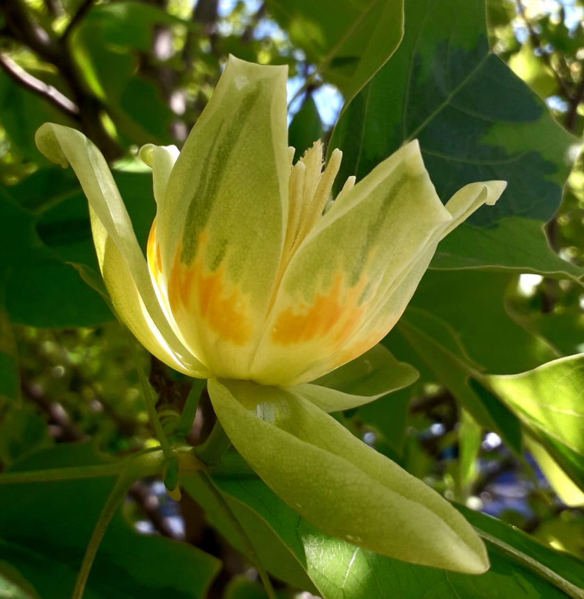Саджанці тюльпанове дерево купити або замовити в Україні