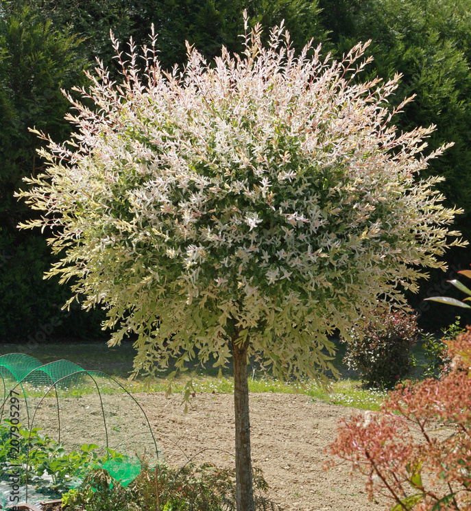 Саджанці верби купити або замовити в Україні