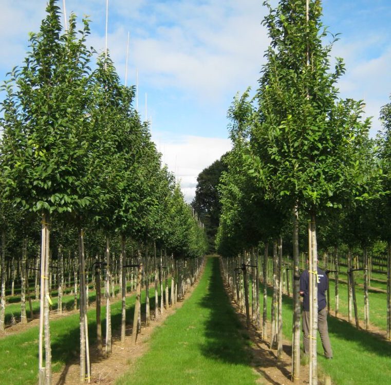 Саджанці в’язу купити або замовити в Україні
