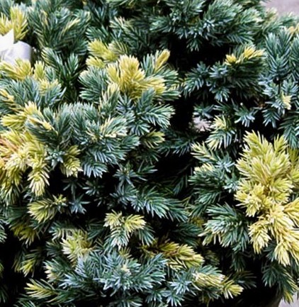 Саджанці ялівцю купити або замовити в Україні