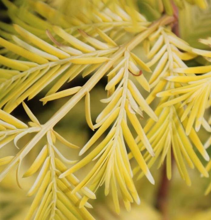 Саджанці метасеквої купити або замовити в Україні