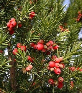 Саджанці тиси купити або замовити в Україні