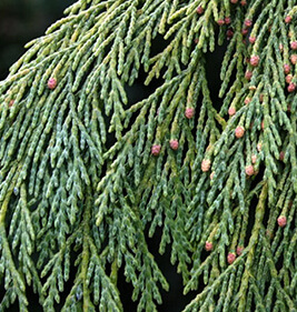 Саджанці кипарисовик  купити або замовити в Україні