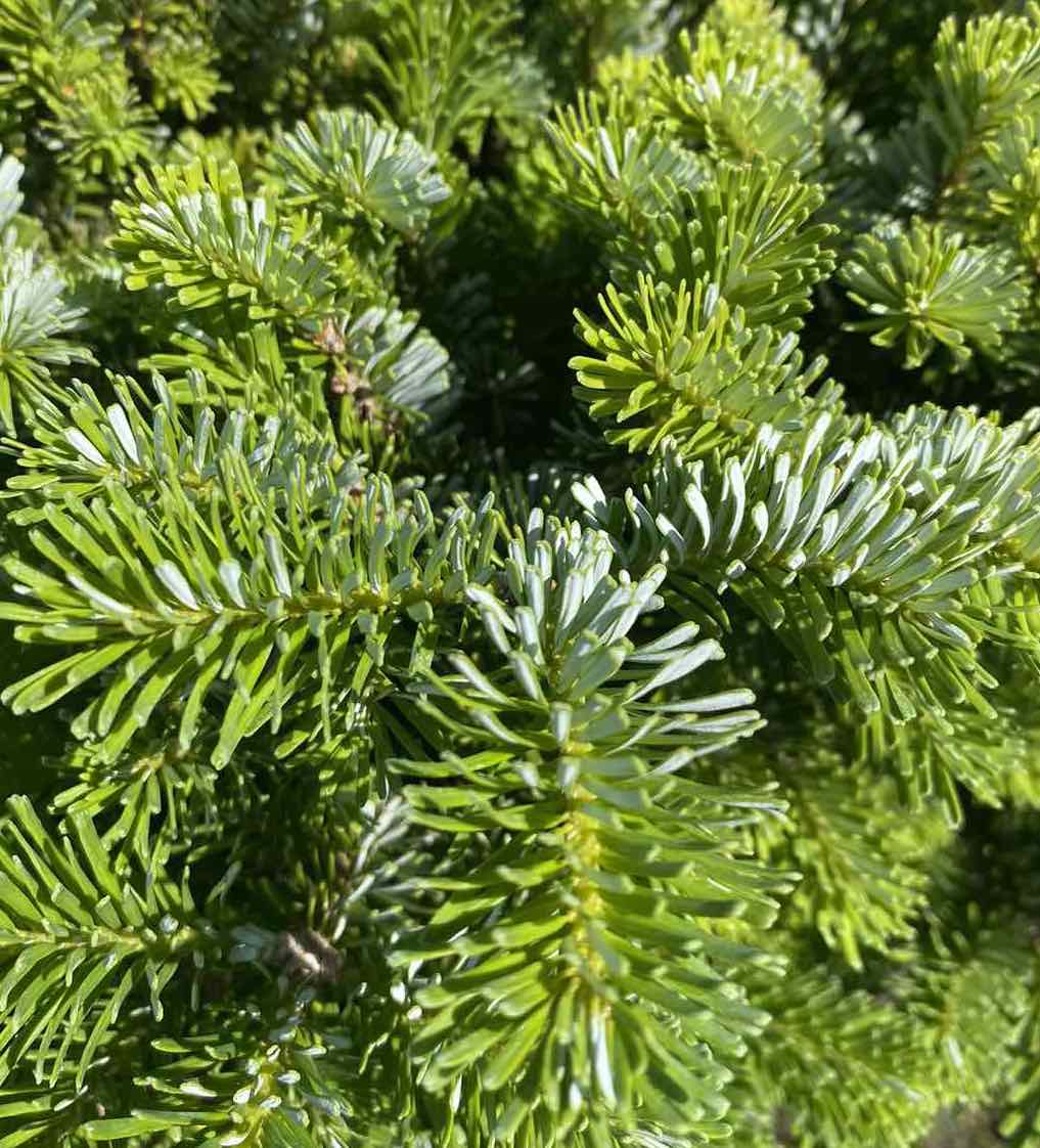 Саджанці ялиці купити або замовити в Україні