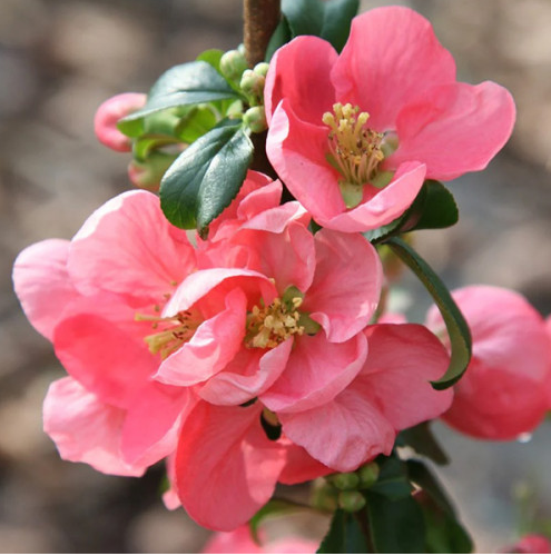 Саджанці айви купити або замовити в Україні