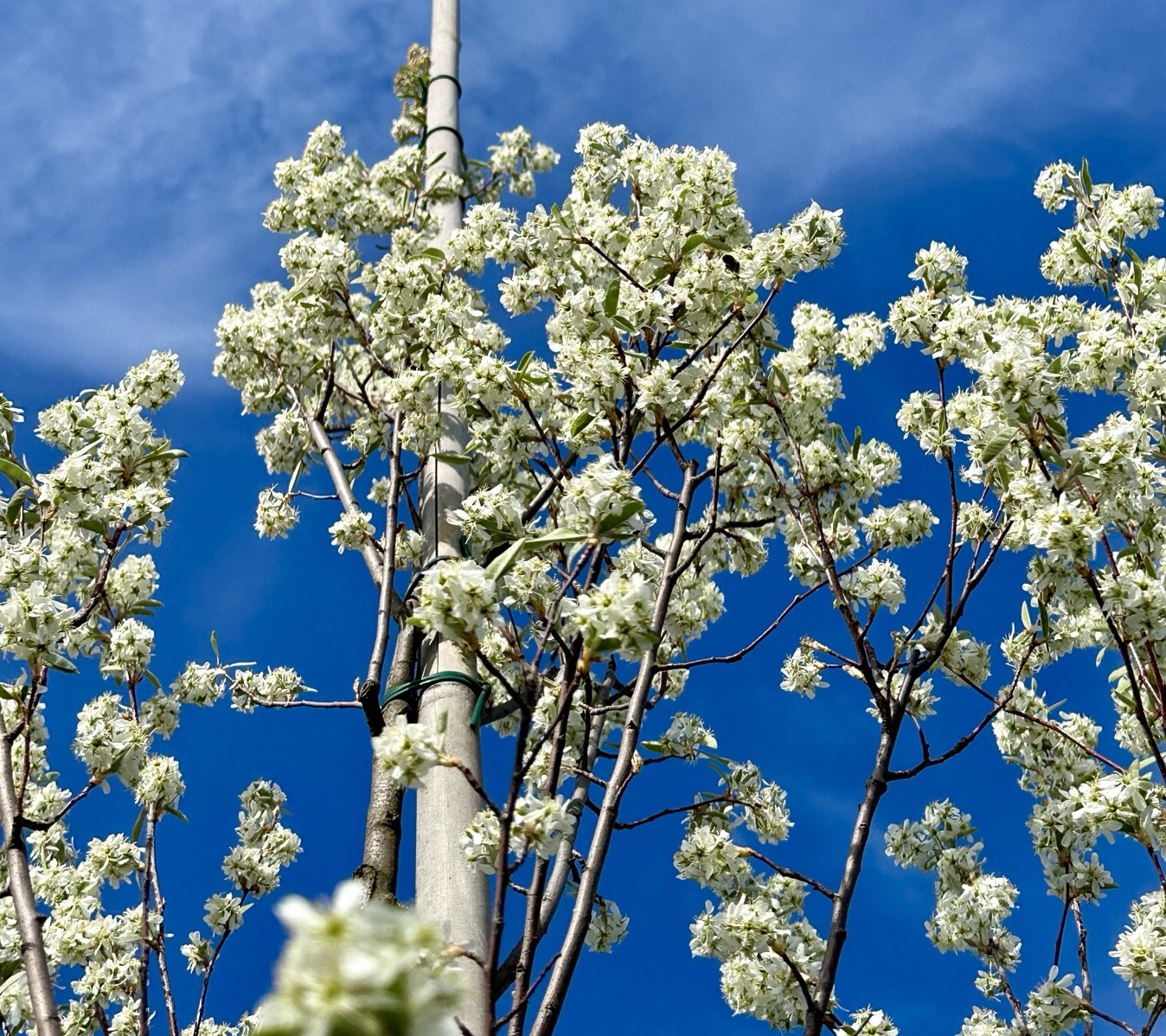 Саджанці ірги купити або замовити в Україні
