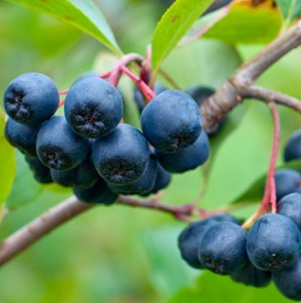 Саджанці аронії купити або замовити в Україні