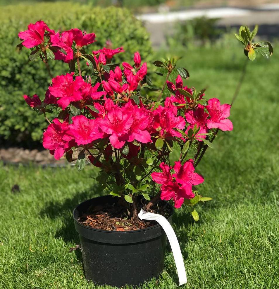 Саджанці декоративних кущів купити або замовити в Україні