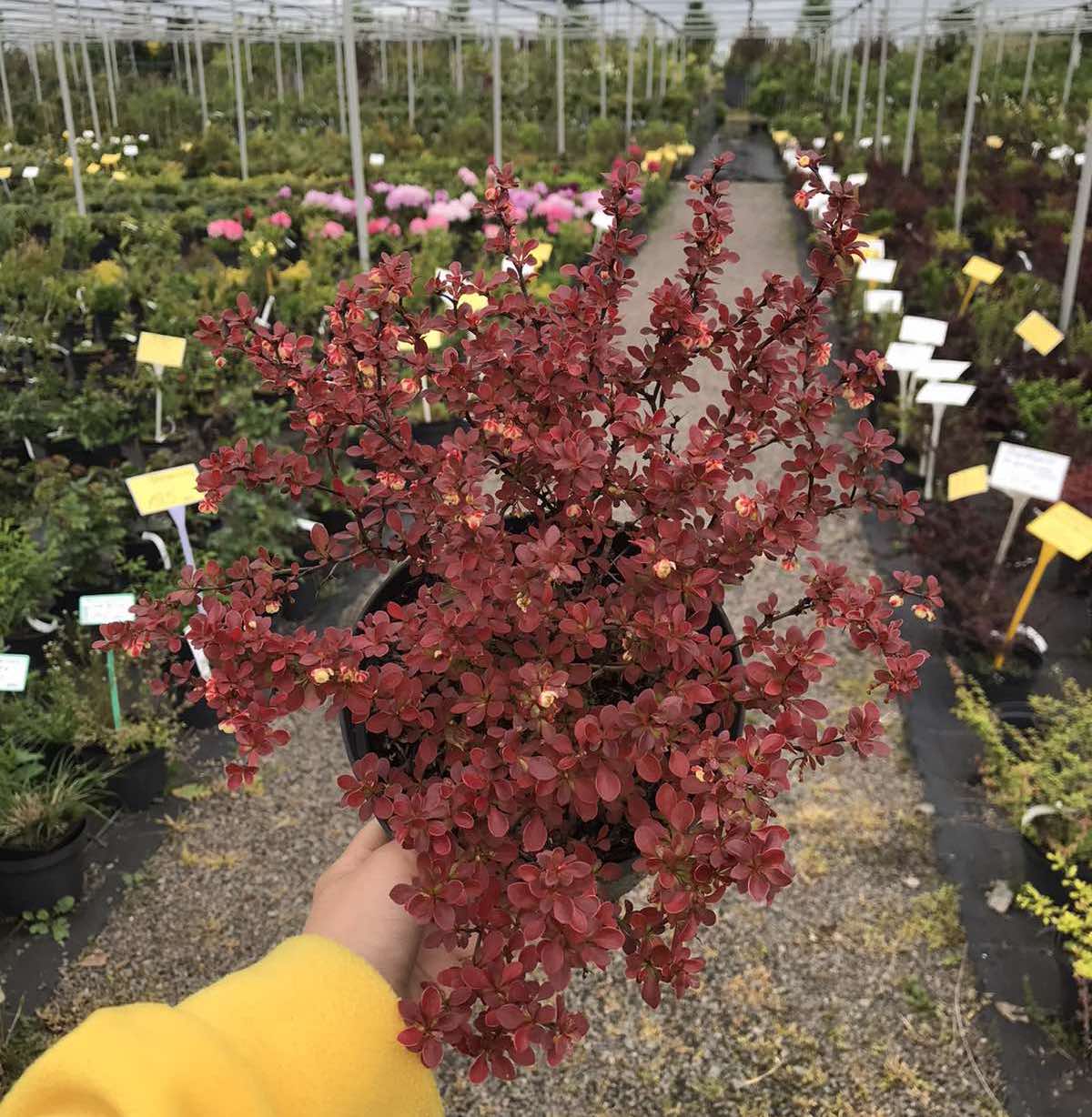 Саджанці барбарису купити або замовити в Україні