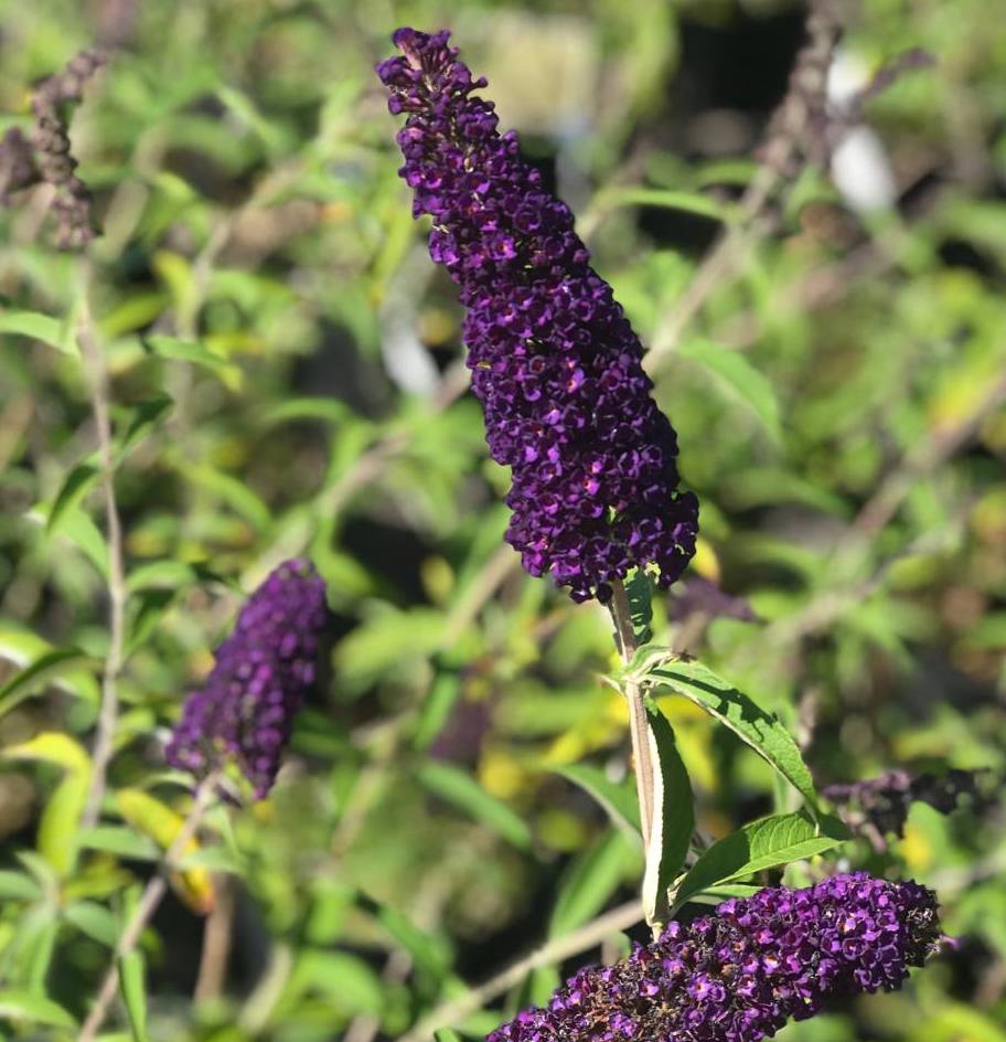 Саджанці буддлеї купити або замовити в Україні