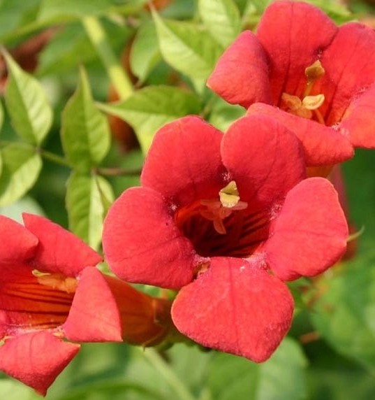 Саджанці кампсису купити або замовити в Україні