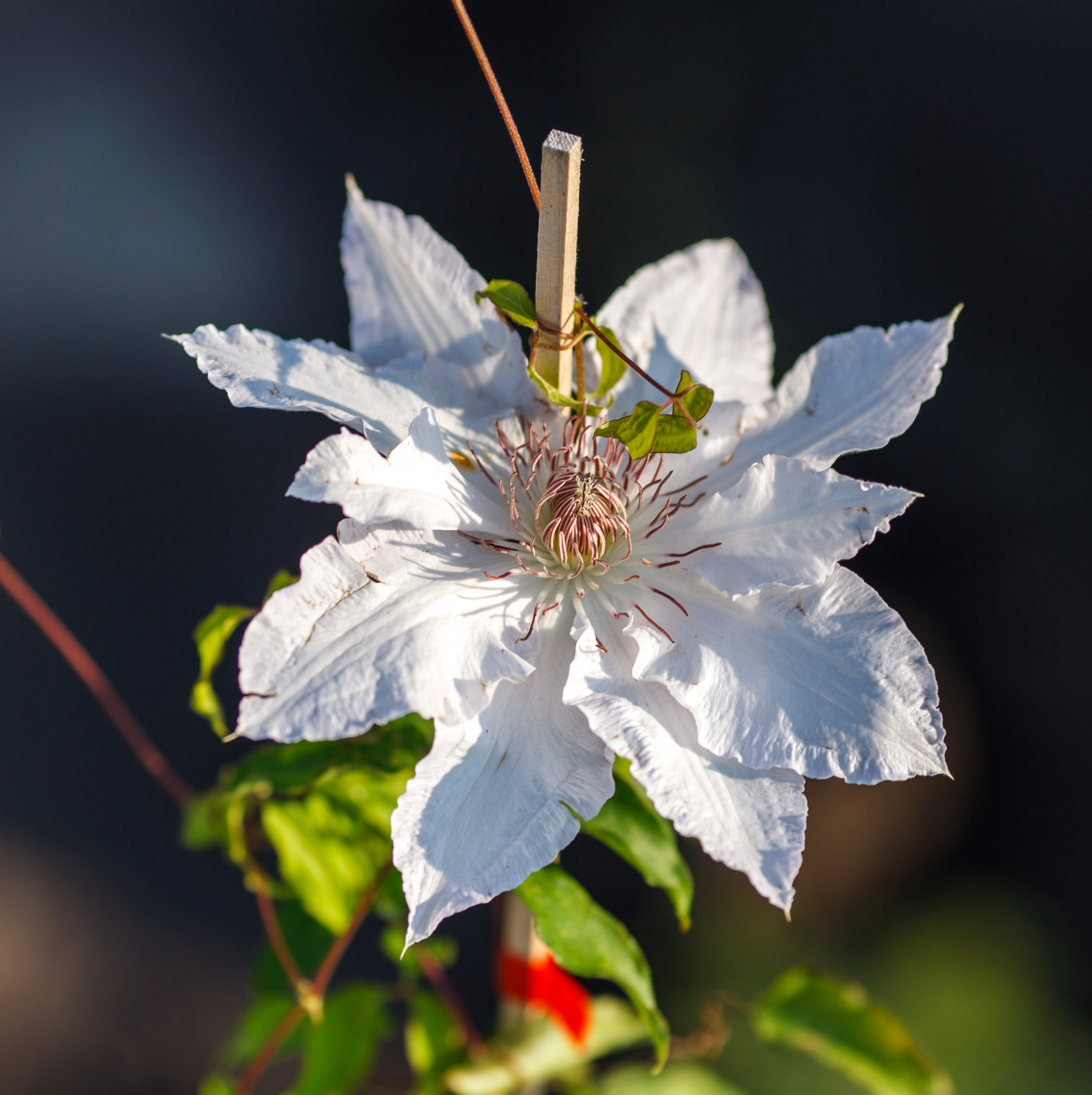 Саджанці клематісу купити або замовити в Україні
