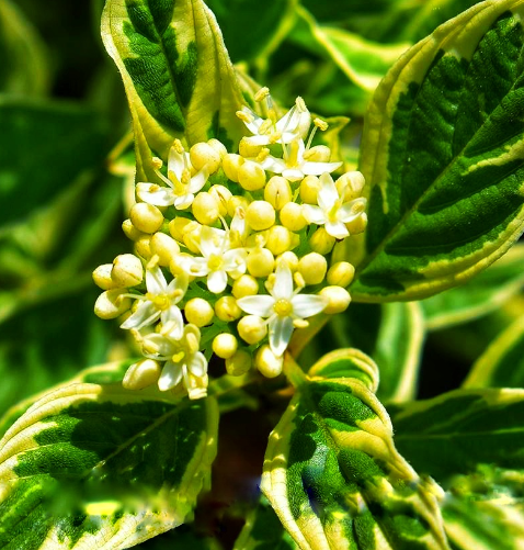 Саджанці дерену купити або замовити в Україні