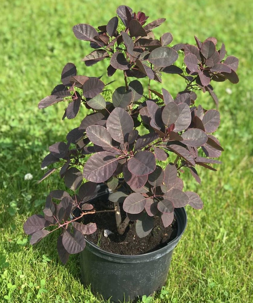 Саджанці скумпії купити або замовити в Україні