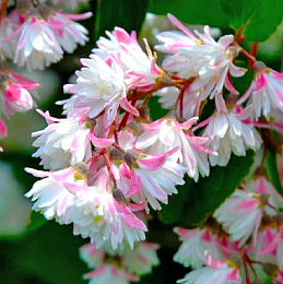 Саджанці дейції купити або замовити в Україні