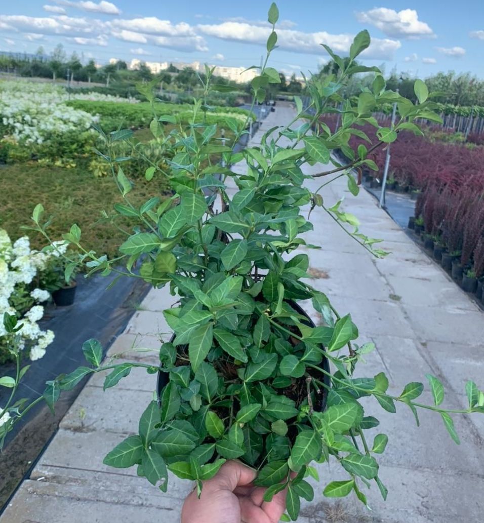 Саджанці бруслини купити або замовити в Україні