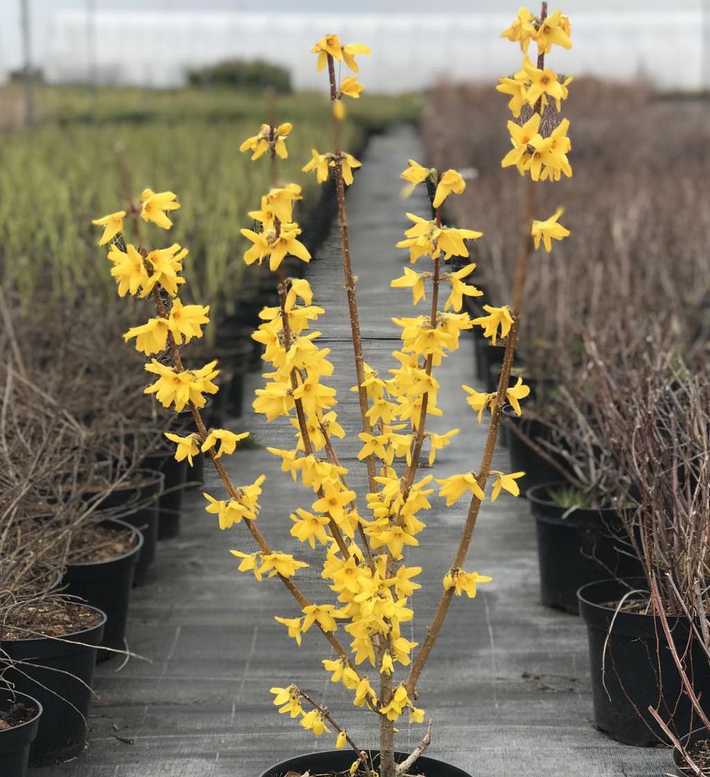 Саджанці форзиції купити або замовити в Україні