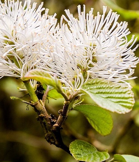 Саджанці фортегілу купити або замовити в Україні