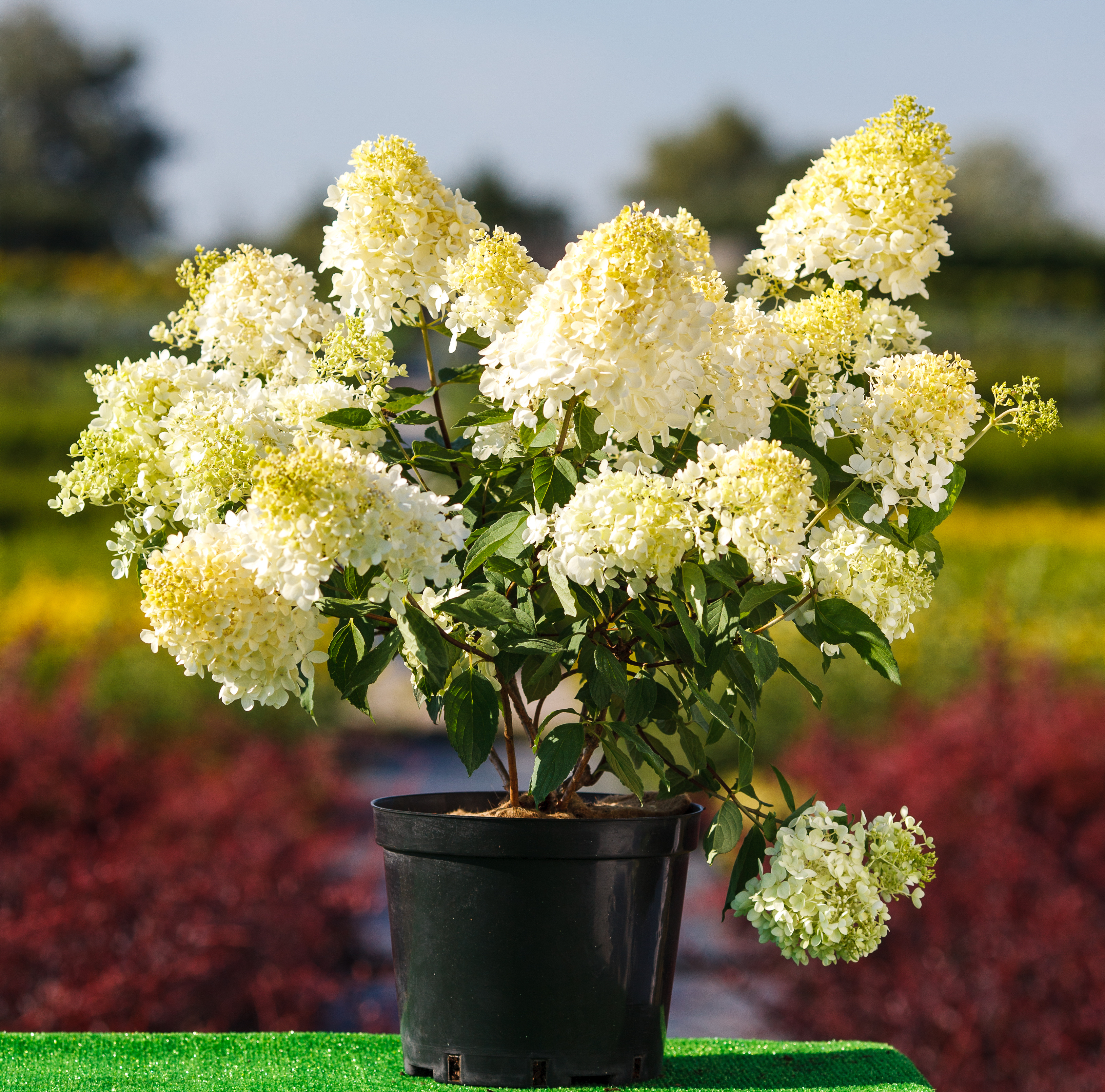 Саджанці гортензії купити або замовити в Україні