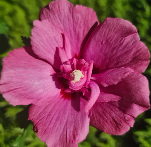 Саджанці гібіскусу купити або замовити в Україні