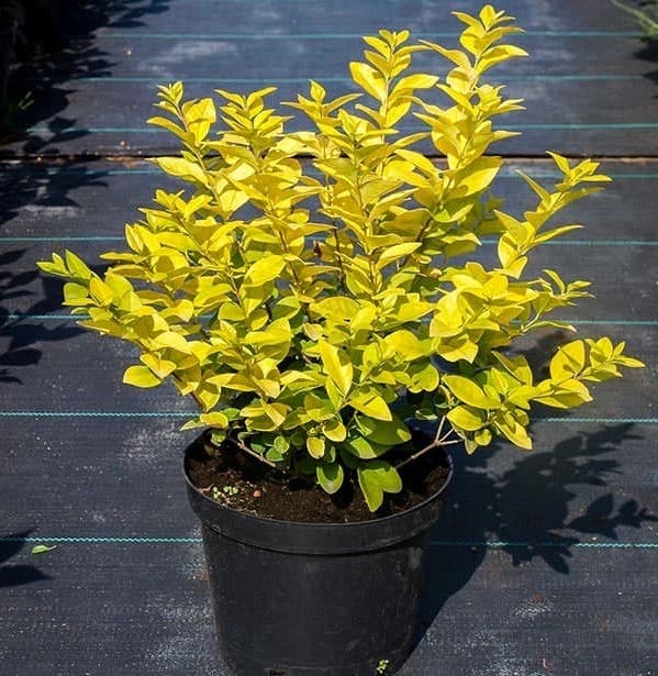 Саджанці бірючини купити або замовити в Україні