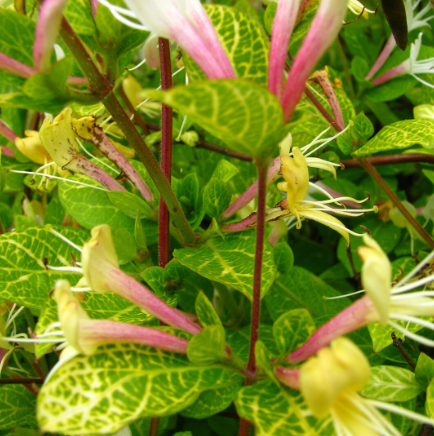 Саджанці жимолості купити або замовити в Україні