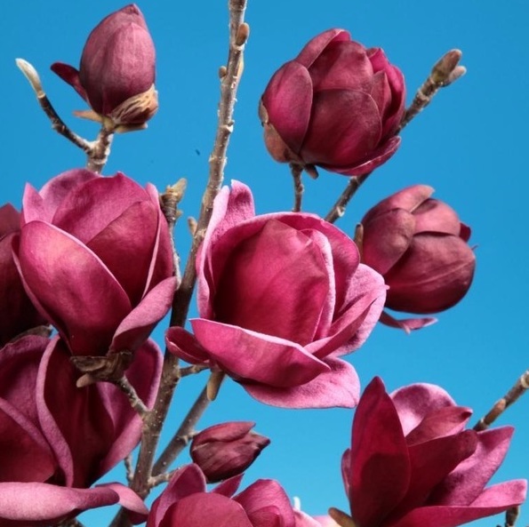 Саджанці магнолії купити або замовити в Україні