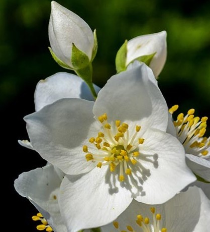 Саджанці чубушнику купити або замовити в Україні