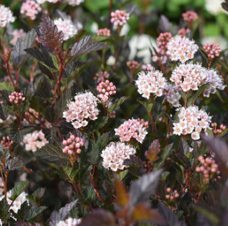 Саджанці пухироплідника купити або замовити в Україні
